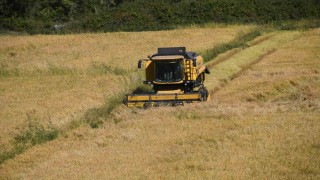 Tescilli Tosya pirincinin hasadı başladı