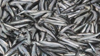 Tezgahların gözdesi hamsi