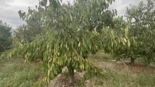 Tokatın özel kirazı ürün vermedi, 5 milyon dolarlık kayıp yaşandı