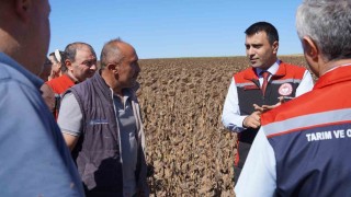 Tokatta 39 bin dekar alanda 19 tona yakın ayçiçeği tohumu ekildi