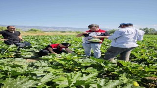 Tokatta hasat öncesi pestisit denetimi yapıldı