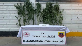 Tokatta kenevir operasyonunda 1 kişi yakalandı