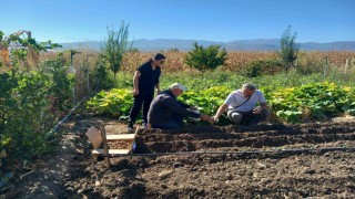 Tokatta salep üretimine başlanıldı