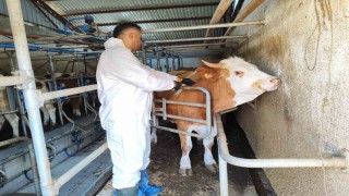 Tokatta şap hastalığına karşı kesintisiz mücadele