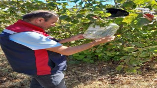 Tokatta ürün kayıplarını önlemek için feromon tuzakları devrede