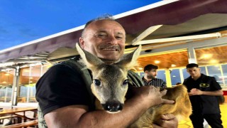 Trabzonun sevimli karacası ‘Pınar sığındığı işletmenin maskotu haline geldi