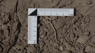 Troyada 4 bin 500 yıllık altın broş ve ender yeşim taşı gün ışığına çıkarıldı