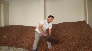 Tüccarlar fındık fiyatı konusunda farklı görüşte