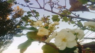 Tuncelide çiçek açan armut ağacı şaşırttı