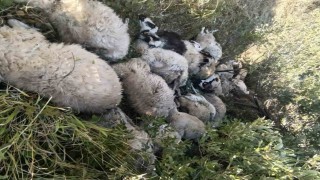 Tuncelide koyun izdihamı: 29 hayvan telef oldu