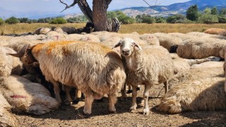 Tuncelide şap hastalığı nedeniyle uygulanan hayvan hareket kısıtlamaları kaldırıldı