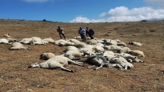 Tuncelide sürüye yıldırım düştü: 58 koyun telef oldu
