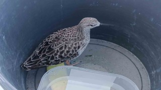 Türkiyede nadir rastlanan kuş türü cami imamı tarafından yaralı bulundu