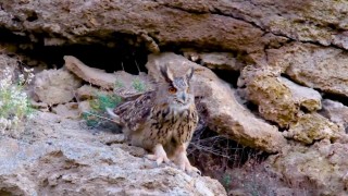 Türkiyenin en cüsseli ve kamufle ustası baykuş türü Sivasta görüntülendi