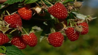 Türkiyenin ihtiyacını Bursadaki bu ilçe üretiyor