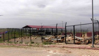 Türkiyeye örnek model: Siirtten sokak hayvanları sorununa kalıcı çözüm