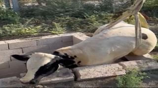 Tuvalet kuyusuna düşen boğa itfaiye ekipleri tarafından kurtarıldı