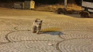 Uludağda gece yarısı ayı sürprizi
