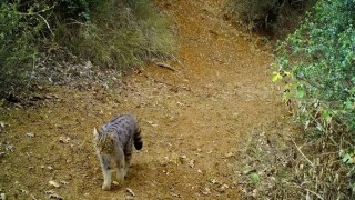 Uludağın zirvesi doğal hayvanat bahçesi