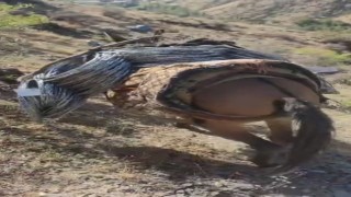 Uluderede zorlu kaya ıslahı: Malzemeler katırlarla zirveye taşınıyor