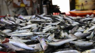 Uşakta balık tezgahları doldu