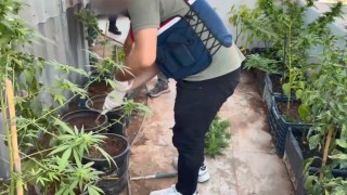 Uyuşturucuyu saksılara ekip evinin çevresine yerleştirmiş