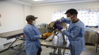 Uyuz tanısı konulan 50 köpek tedavi altına alındı