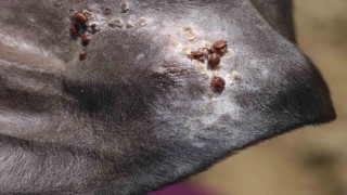 Uzmanı uyardı: Sonbahar mevsimi kenelerle mücadele için oldukça önemli