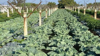 Üzüm bağında sebze üretimiyle çifte kazanç