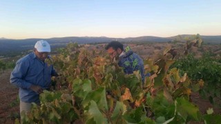 Üzümünü hasada kadar korumak isteyen çiftçinin sıfır maliyetli çözümü kuşları uzaklaştırıyor