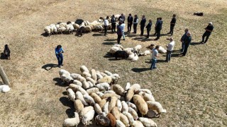 Vali Balcı: Çiftçilerimize 240 bin koyun verdik