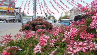 Van Büyükşehir Belediyesi şehri sardunyalarla süslüyor