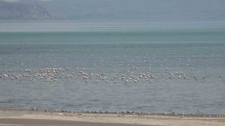 Van Gölü Havzası misafirlerini ağırlıyor