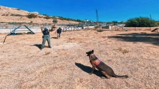 Van jandarmanın hassas burunlu can dostları parkurda ter döküyor