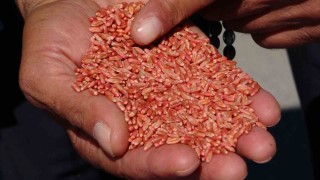 Vanda tarıma destek: 3 yılda 11 bin 322 ton tohum dağıtıldı
