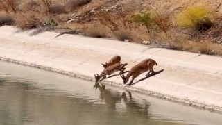 Yaban keçileri sulama kanalında su içerken görüntülendi