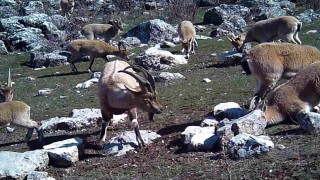 Yaban keçisi sürüsü fotokapanla görüntülendi