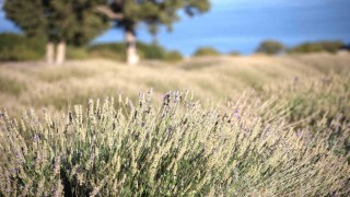 Yağmur suyuyla yetişiyor, yurt dışına ihracat ediliyor