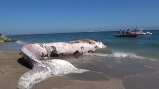 Yaklaşık 16 metre: 4 yıl önce gömülen Balinanın iskeleti bilimsel kazıyla çıkarılacak
