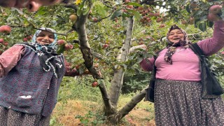 Yalovada Dereköy elması üreticisinin yüzünü güldürdü