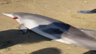 Yalovada ölü yunus kıyıya vurdu