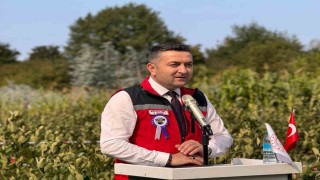 Yalovanın coğrafi işaretli meyvesi aronyada hasat sevinci