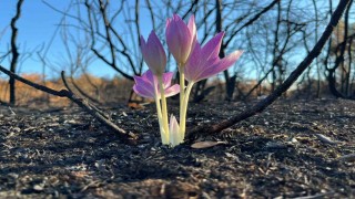 Yanan ormanda açan çiçek gönülleri ısıttı