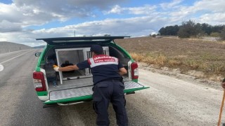 Yaralı atmacaya jandarma sahip çıktı