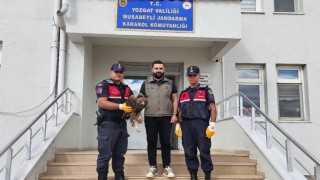 Yaralı halde bulunan kartal koruma altına alındı