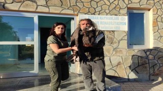 Yaralı kara akbaba yetkililere teslim edildi