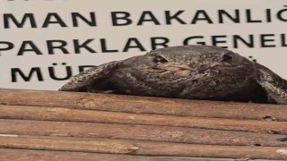 Yaralı kuşlar Doğa Koruma ve Milli Parklar ekipleri sayesinde hayata tutundu