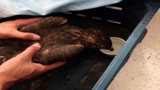 Yaralı şahin jandarma ekiplerince bulundu