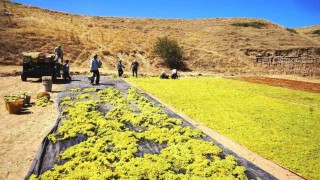Yaş üzüme talep azalınca üretici kurutmaya yöneldi