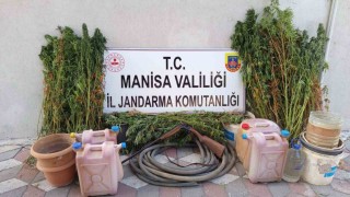 Yasa dışı kenevir eken şahıs tutuklandı